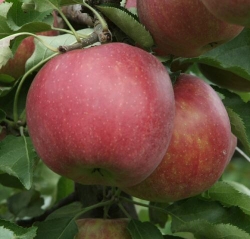 Apfel Roter Jonagold als Buschbaum im Container