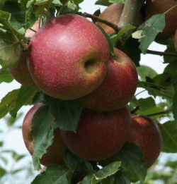 Allergiker-Apfel Roter Boskoop als Buschbaum im Container
