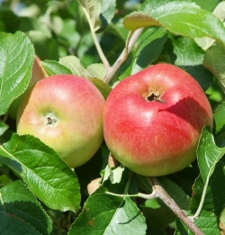 Apfel Roter Berlepsch als Buschbaum im Container