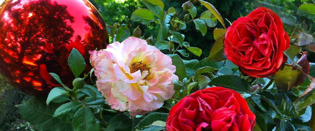 Rosen & Rosenkugeln im Gartenwebshop