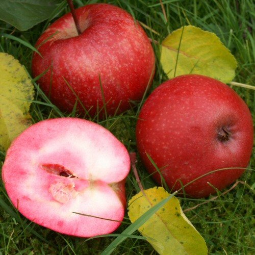 Rotfleischige Apfelsorten