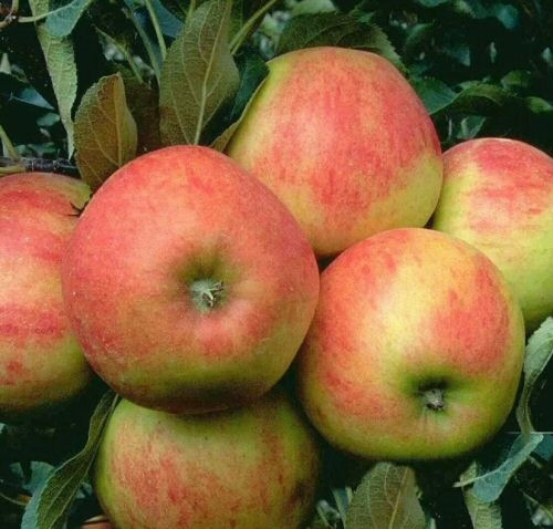 Apfel Elstar als Hochstamm 10-12 cm StU im Container 30 ltr | Pflanzen |  Obstbäume & Beerenobst | Apfelbäume