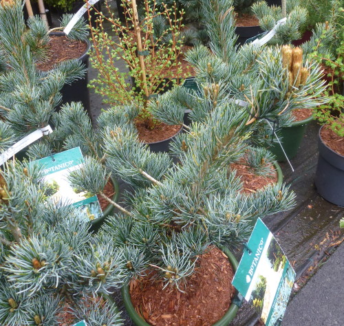 Mädchen-Kiefer Pinus parviflora im Container 3,7 ltr | Pflanzen