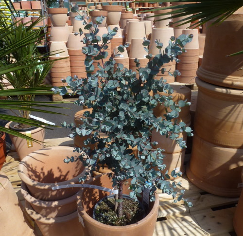 Eucalyptus gunnii Stämmchen im C17 Topf | Pflanzen | Kübelpflanzen