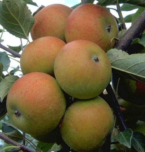 Apfel Cox Orange als Hochstamm im Container 25 ltr | Pflanzen | Obstbäume &  Beerenobst | Apfelbäume