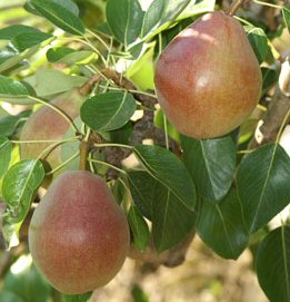 Birne Clapps Liebling als Buschbaum im Container | Pflanzen | Obstbäume &  Beerenobst | Birnenbäume