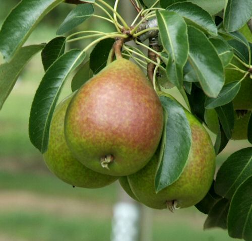 als Luise Pflanzen Gute & Container | | Buschbaum Beerenobst | Birne Birnenbäume im Obstbäume
