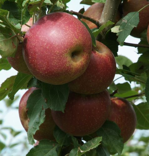 Allergiker-Apfel Roter Boskoop als Halbstamm im Container | Pflanzen |  Obstbäume & Beerenobst | Apfelbäume
