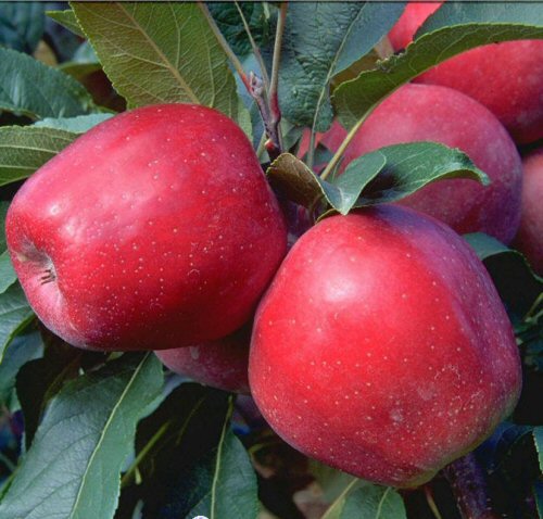 Apfel Gloster als Buschbaum im Container | Pflanzen | Obstbäume &  Beerenobst | Apfelbäume
