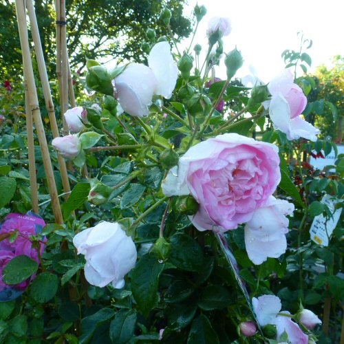 Kletterrose Jasmina im Container 5 ltr - ADR-Rose | Pflanzen | Rosen