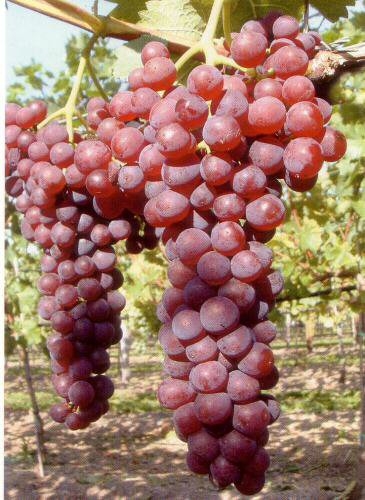Weinrebe / Weintraube Suffolk red als 2-jährige Pflanze im Container 2 ltr,  100-120 cm hoch | Pflanzen | Obstbäume & Beerenobst | Weinreben & Kiwi