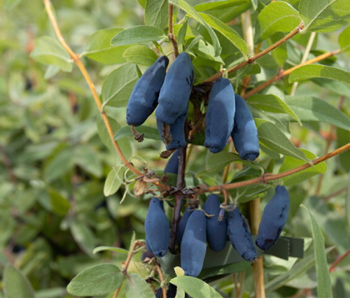Sibirische BlaubeereMAIBEERE® DELIGHT vostorg in C3 | Pflanzen | Obstbäume  & Beerenobst | Wildobstgehölze