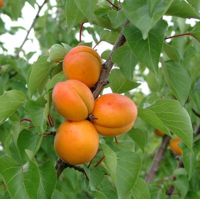 Aprikose Goldrich als Buschbaum hoch | Beerenobst Pflanzen | Pfirsich Aprikosen Obstbäume & | C 7,5ltr. 150cm 
