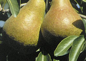 Birne Harrow Sweet als Buschbaum im Container | Pflanzen | Obstbäume &  Beerenobst | Birnenbäume