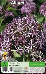 Allium Christophii <br />
Sternkugellauch lila-purpur