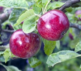 Apfel Roter Eiserapfel Hochstamm 10-12 StU im Container 30 ltr