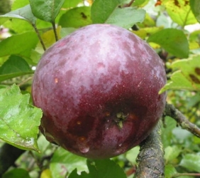 Apfel Blauer Kölner als Hochstamm 8-10 cm im Container 30 ltr