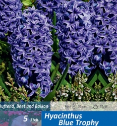 Hyazinthe Blue Trophy