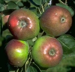 Apfel Rheinischer Winterrambur als Hochstamm 8-10  im Container 30 ltr