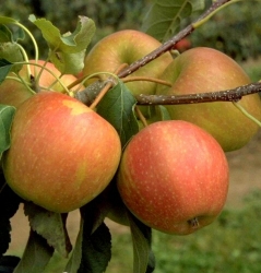 Apfel Pinova als Hochstamm 10-12  im Container 30 ltr