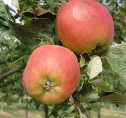 | historische als Apfel Rosenapfel Obstsorten Obstbäume Beerenobst Hochstamm Pflanzen & | Duelmener | 8-10cm im & Container Alte