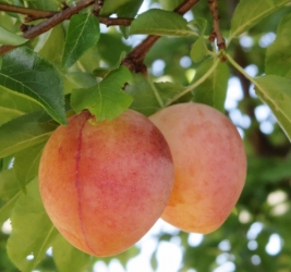 NEU: Häberli Pflaume - Kirschpflaume<br />
JOHNNYS GELBE Prunus* in C7,5