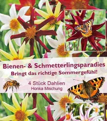 Dahlien Bienen- und Schmetterlingsparadies Honka-Mischung