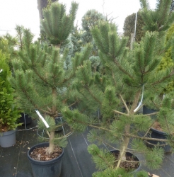 Österreichische Schwarzkiefer Solitärbaum im Container 30 ltr