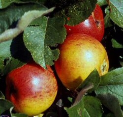 Apfel Goldrenette von Blenheim<br />
Halbstamm Co 10 ltr