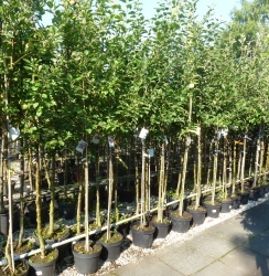 Sauerkirsche Jade als Halbstamm im Container 12ltr | Pflanzen | Obstbäume &  Beerenobst | Kirschbäume
