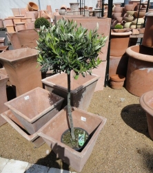 Olivenbaum-Stamm mit Stammhöhe 60-80 cm