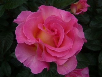 Edelrose Pink Paradise -R-
