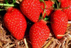 Häberli Erdbeere Gariguette im 4-er Tray