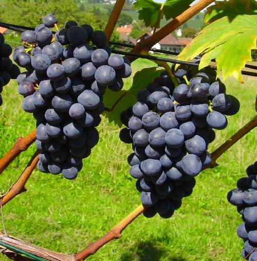 Häberli-Obst: Weinrebe Robustarebe Nero im Container 3 ltr | Pflanzen |  Obstbäume & Beerenobst | Weinreben & Kiwi
