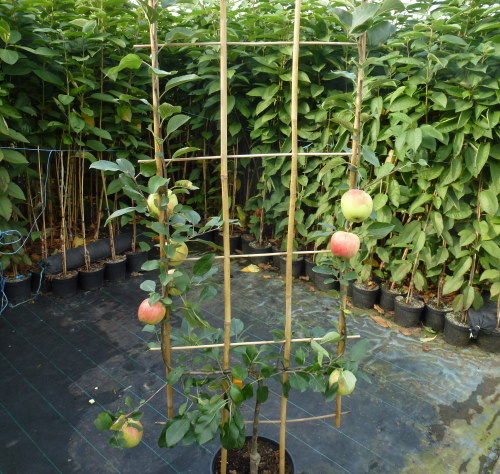 U-Spalier Apfel Gala Co. 15 ltr | Pflanzen | Obstbäume & Beerenobst |  Säulenobstbäume & Spalierobstbäume